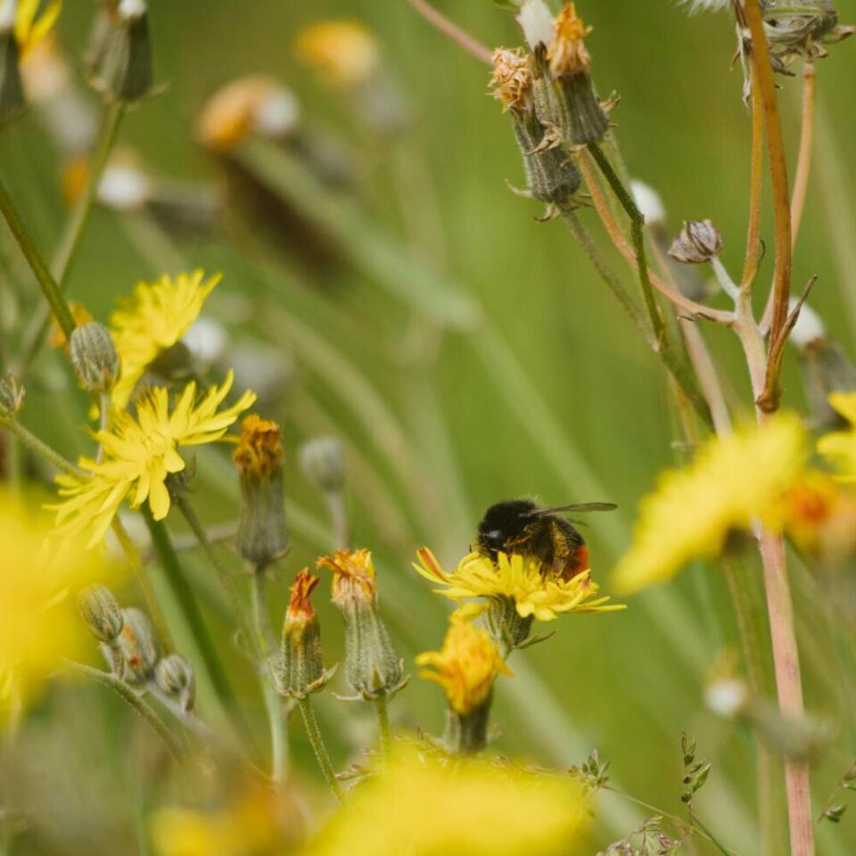 Biodiversity Net Gain Hartham Park Corsham Aspect Ratio 1000 1000