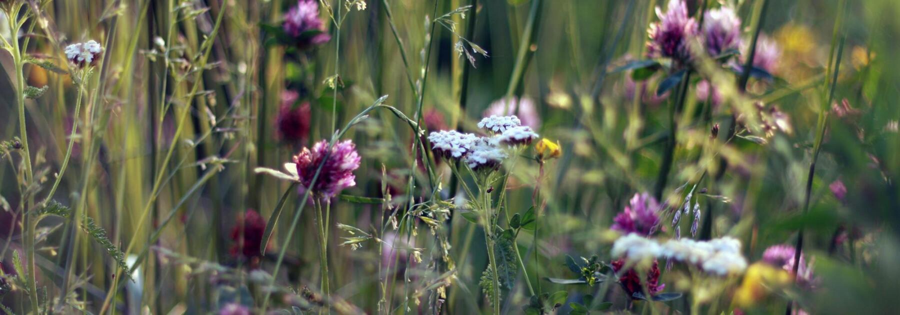 Biodiversity Net Gain Wiltshire Corsham Aspect Ratio 2000 700